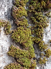 Nyholmiella obtusifolia
