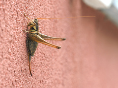 Tettigoniinae