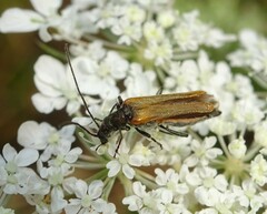 Oedemera femorata