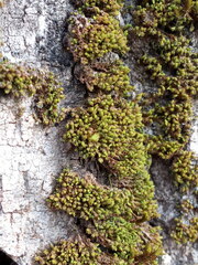 Nyholmiella obtusifolia
