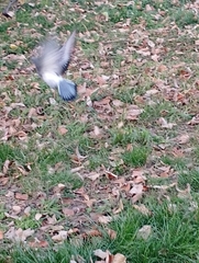 Columba livia domestica