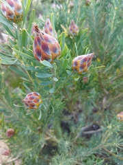 Leucadendron rubrum