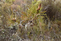 Protea longifolia