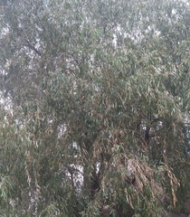 Elaeagnus angustifolia