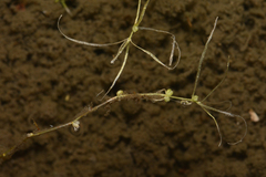 Callitriche palustris