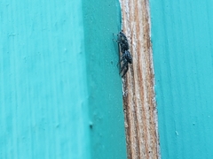Platycryptus californicus