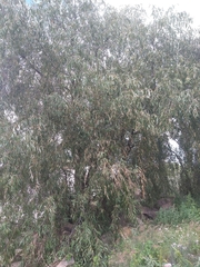 Elaeagnus angustifolia