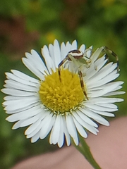 Misumena vatia