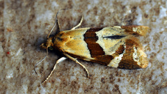 Aethes triangulana