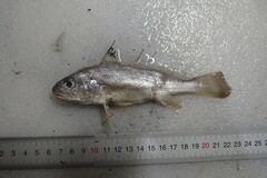 Johnius distinctus