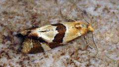 Aethes triangulana