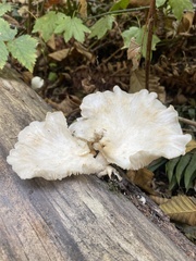 Pleurotus pulmonarius