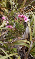 Pelargonium cucullatum strigifolium