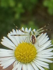 Misumena vatia