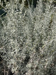 Artemisia ludoviciana