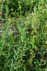 Atriplex laevis