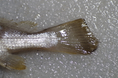 Johnius distinctus