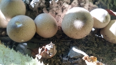 Apioperdon pyriforme