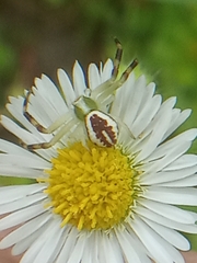 Misumena vatia