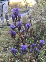 Gentianella quinquefolia