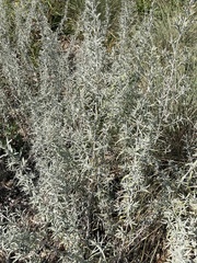 Artemisia ludoviciana