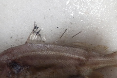 Johnius distinctus