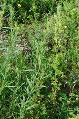 Atriplex laevis