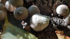 Apioperdon pyriforme