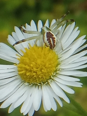 Misumena vatia
