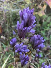 Gentianella quinquefolia