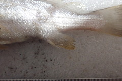 Johnius distinctus
