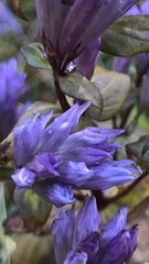Gentianella quinquefolia
