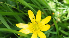 Ficaria verna