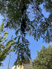 Gleditsia triacanthos inermis