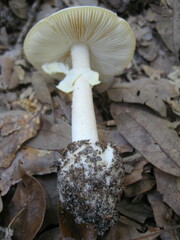 Phalloideae