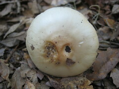 Phalloideae