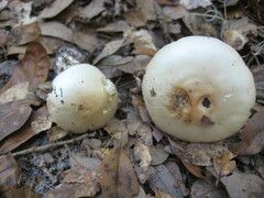 Phalloideae