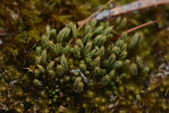 Conostomum tetragonum