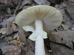 Phalloideae
