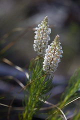 Spatalla racemosa