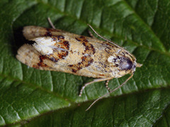 Aethes williana