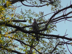 Patagioenas cayennensis