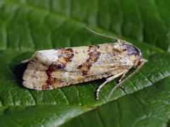 Aethes williana