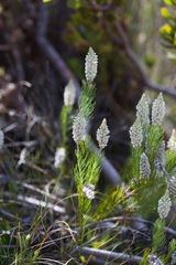 Spatalla racemosa