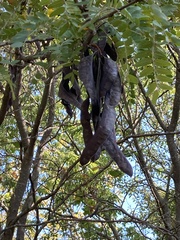 Gleditsia triacanthos inermis