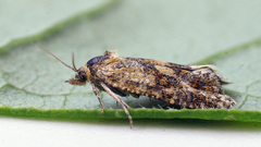 Aethes williana