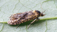 Aethes williana