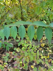 Aralia spinosa