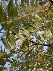 Gleditsia triacanthos inermis