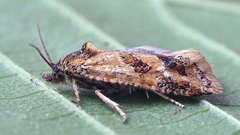 Aethes williana